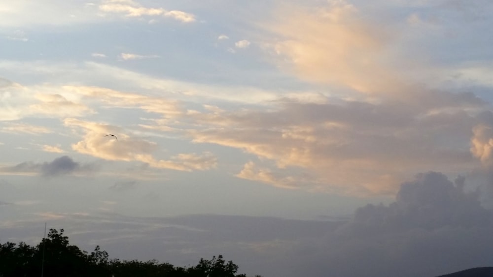 Un oiseau volant dans le ciel