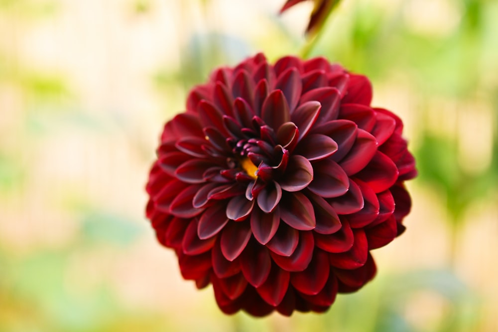 a close up of a flower