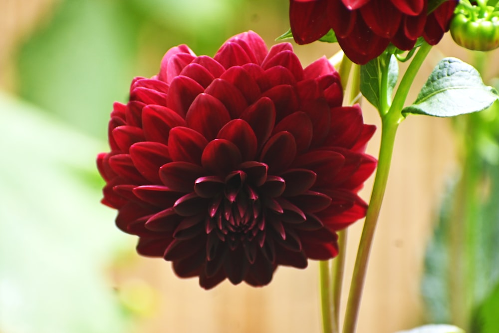 a close up of a red flower