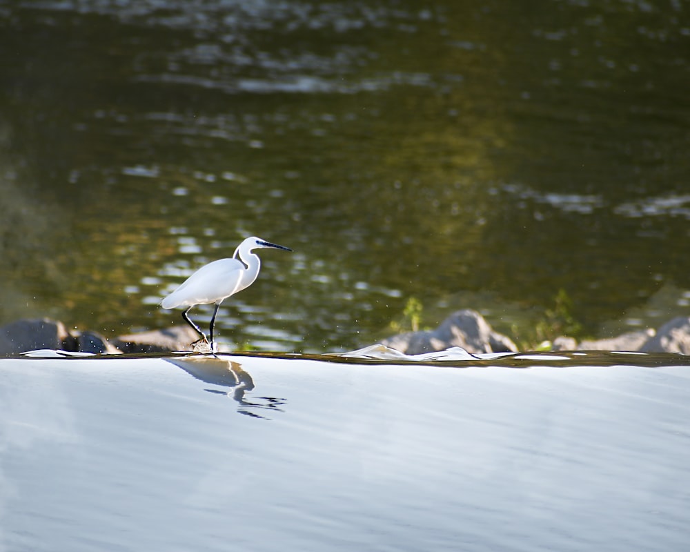 a bird standing in water