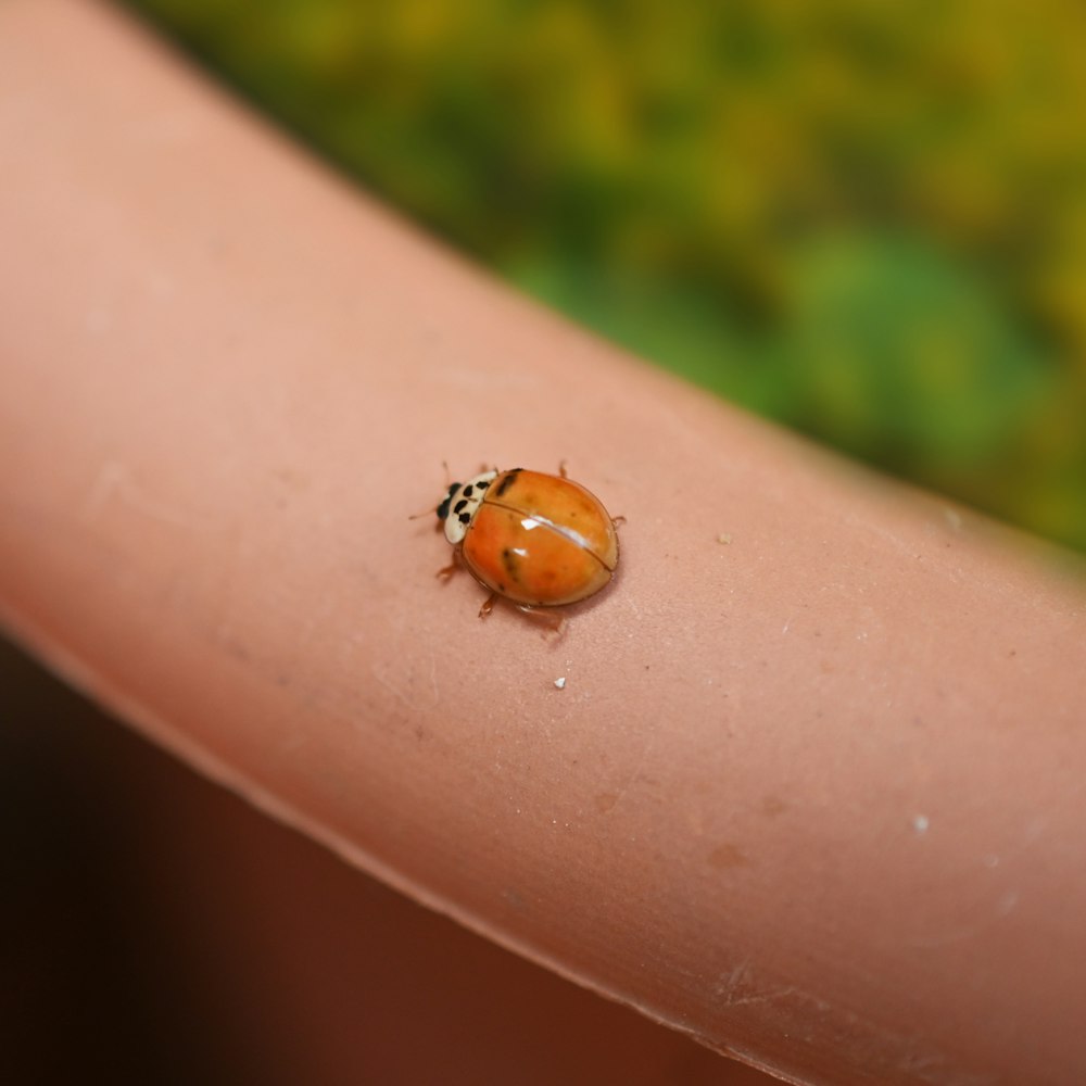 Un pequeño insecto en el dedo de una persona