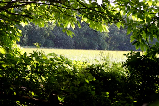 A sunlit forest clearing with rows of thriving crops nestled among tall trees.