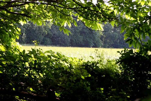 High-resolution photo of a sunlit forest clearing with dappled light on the leaves.