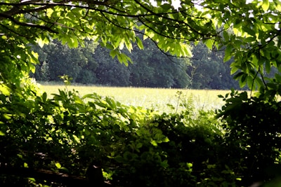 A sunlit forest clearing with dappled light filtering through leaves, captured in hyper-realistic 8k digital.