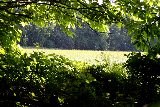 A sunlit forest clearing with rows of thriving crops nestled among tall trees.