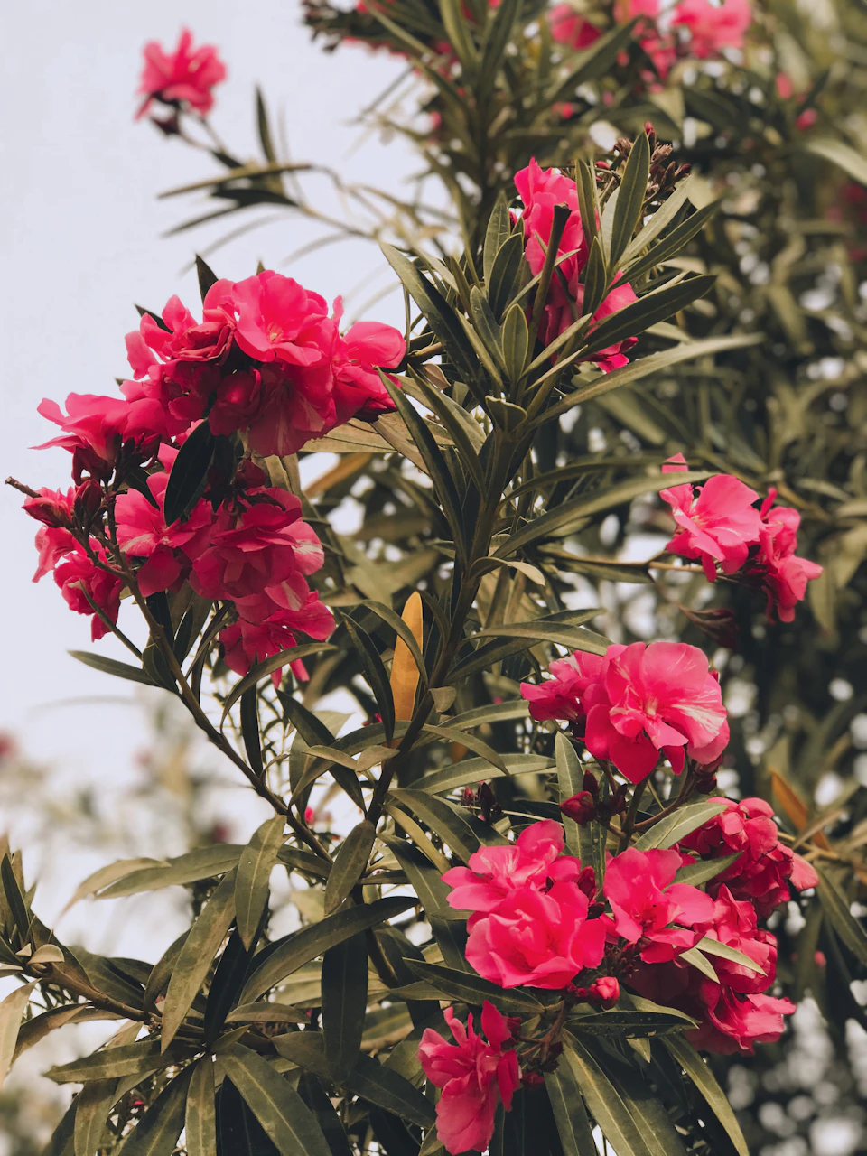 The image depicts a vibrant scene featuring a bush with numerous pink flowers, likely a type of rose or lavender, situated against a backdrop of a clear blue sky. The flowers are in full bloom and appear to be in various stages of growth, adding depth and texture to the composition. The perspective of the photo is taken from below, looking up at the bush, which enhances its prominence and beauty within the frame.