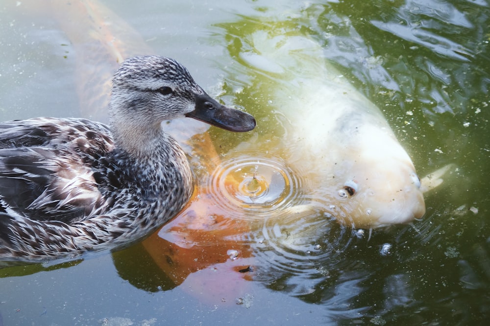 a duck swimming in water