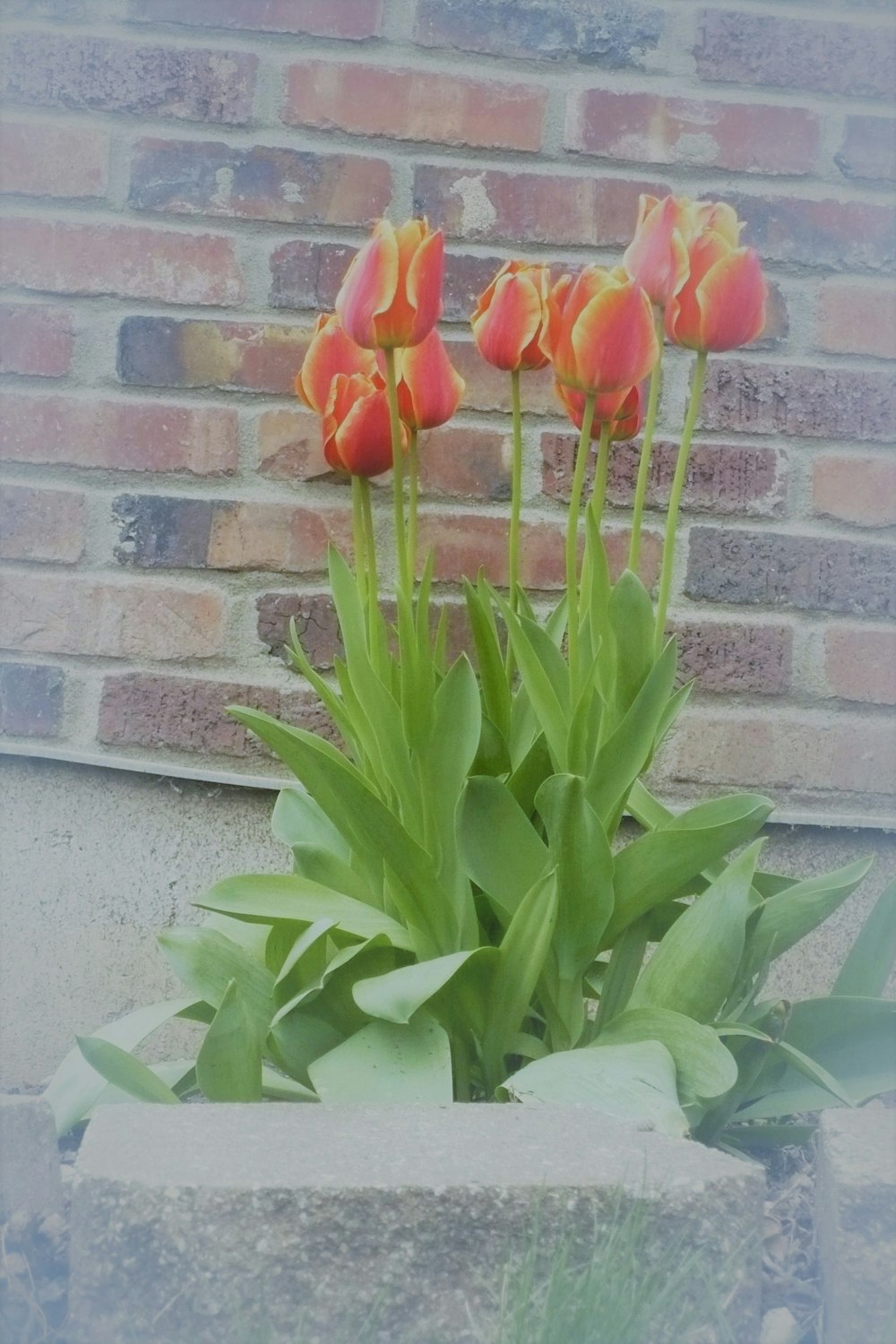 a group of tulips