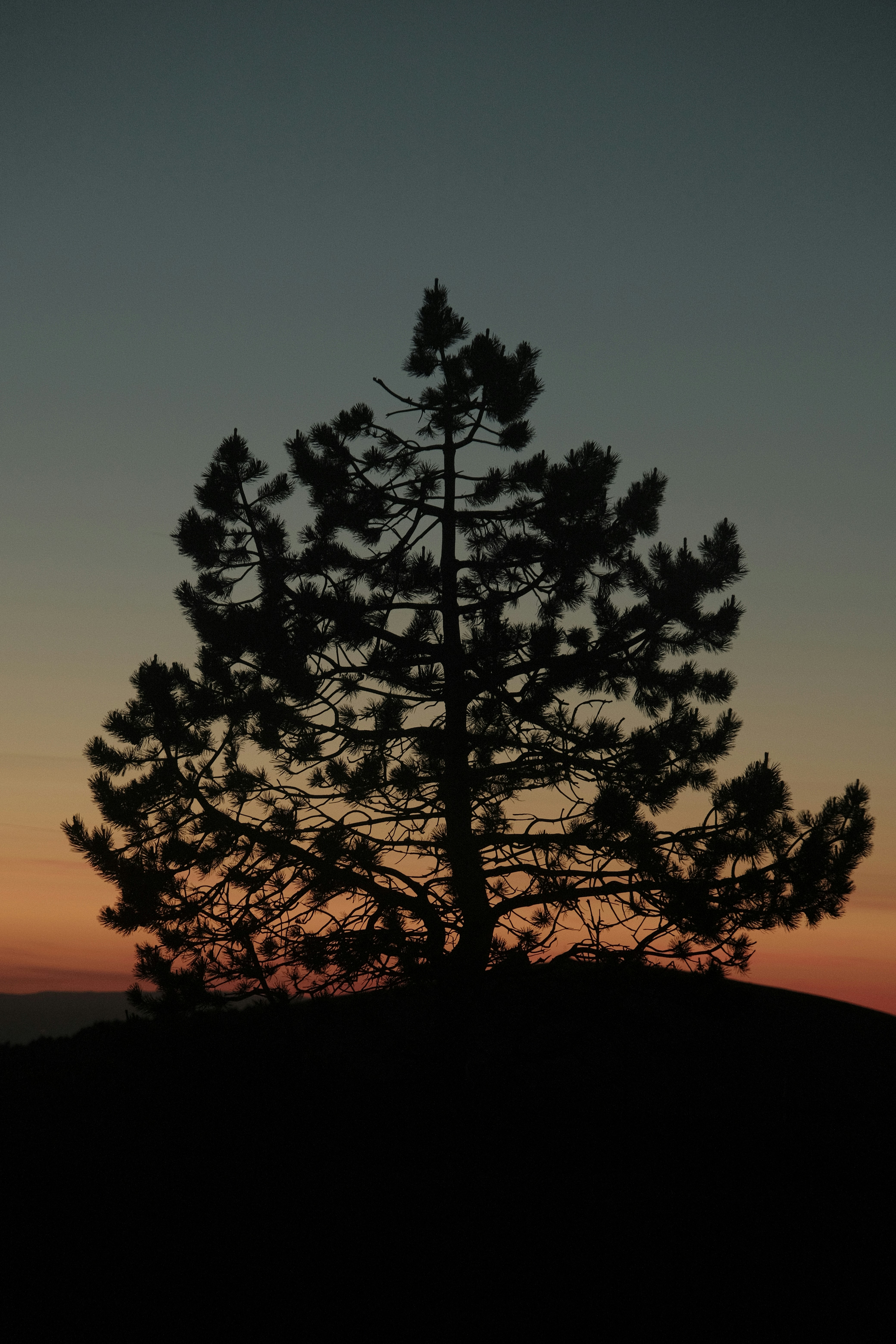 a tree with a sunset in the background