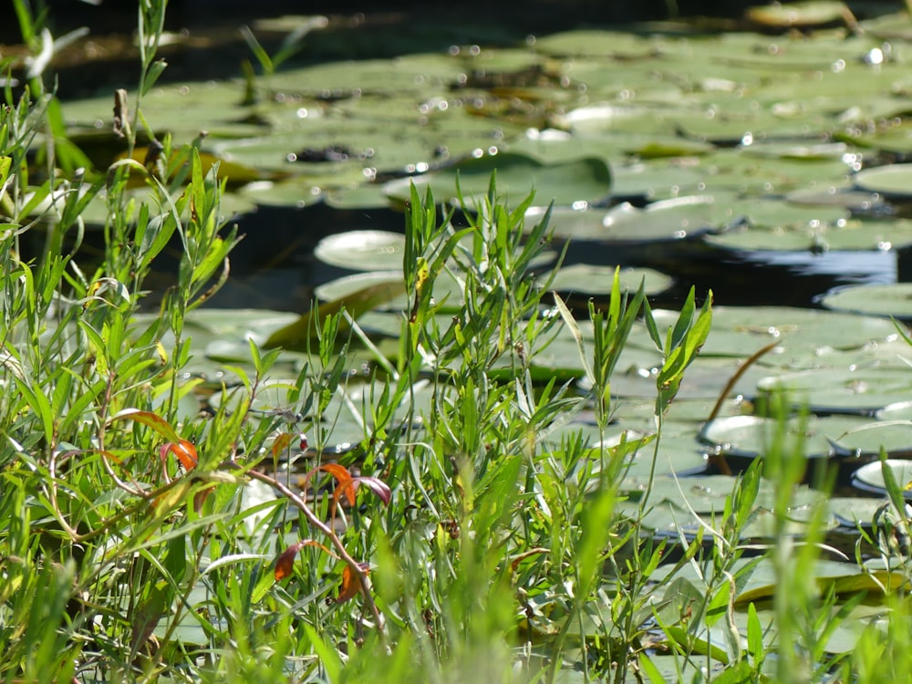 lily pads in a pond