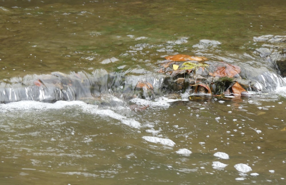 a group of people lying on a rock in the water