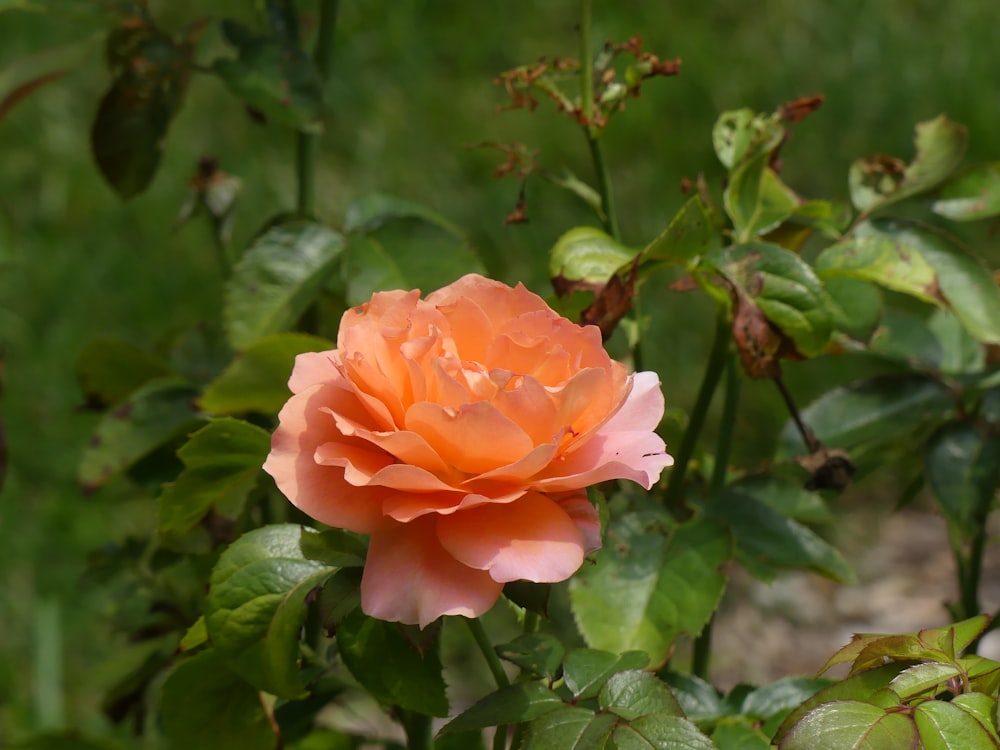 a pink flower on a bush