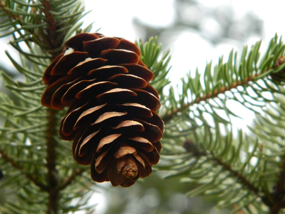 a pine cone on a tree