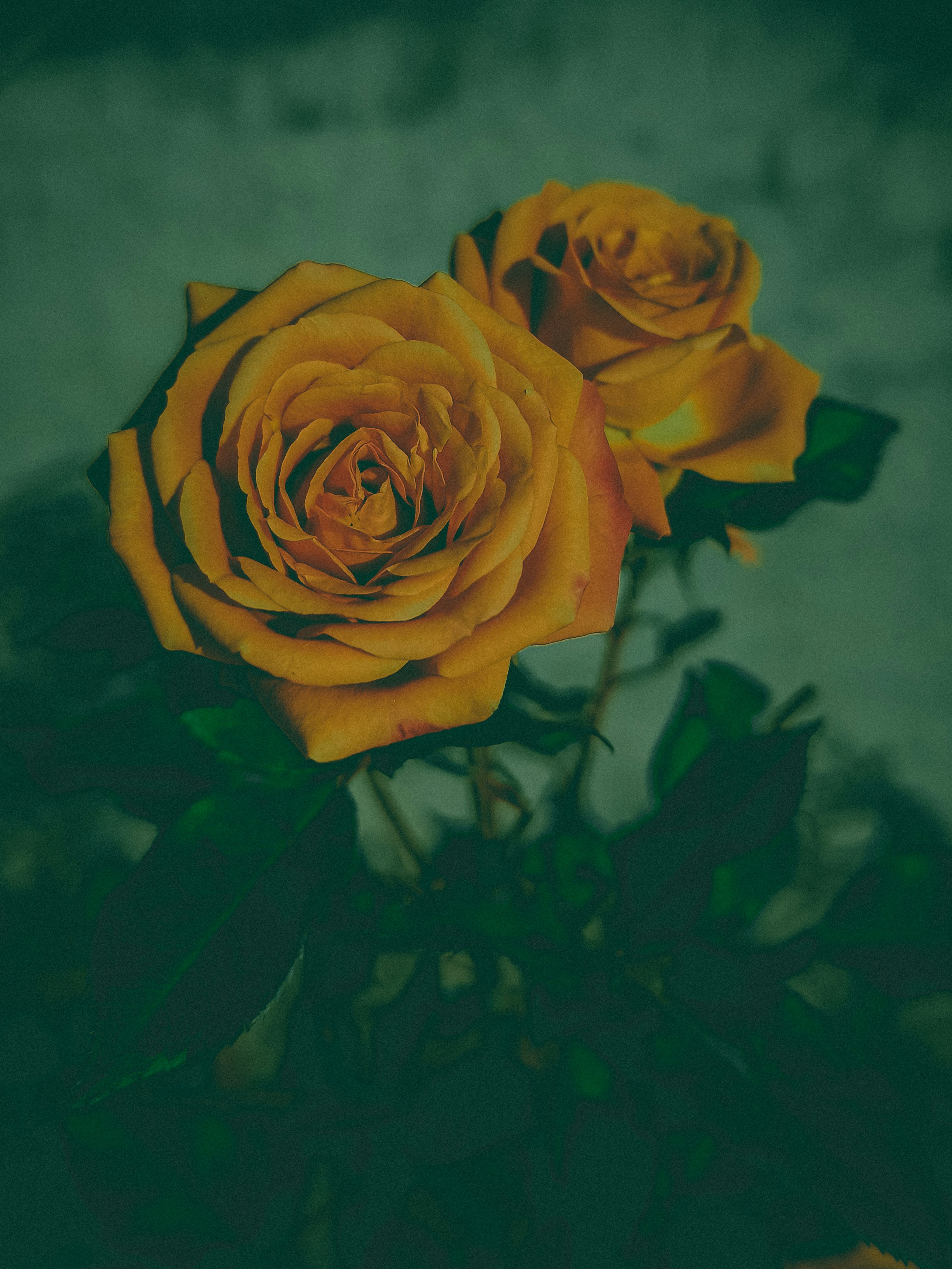 Photo by mrcreation1723