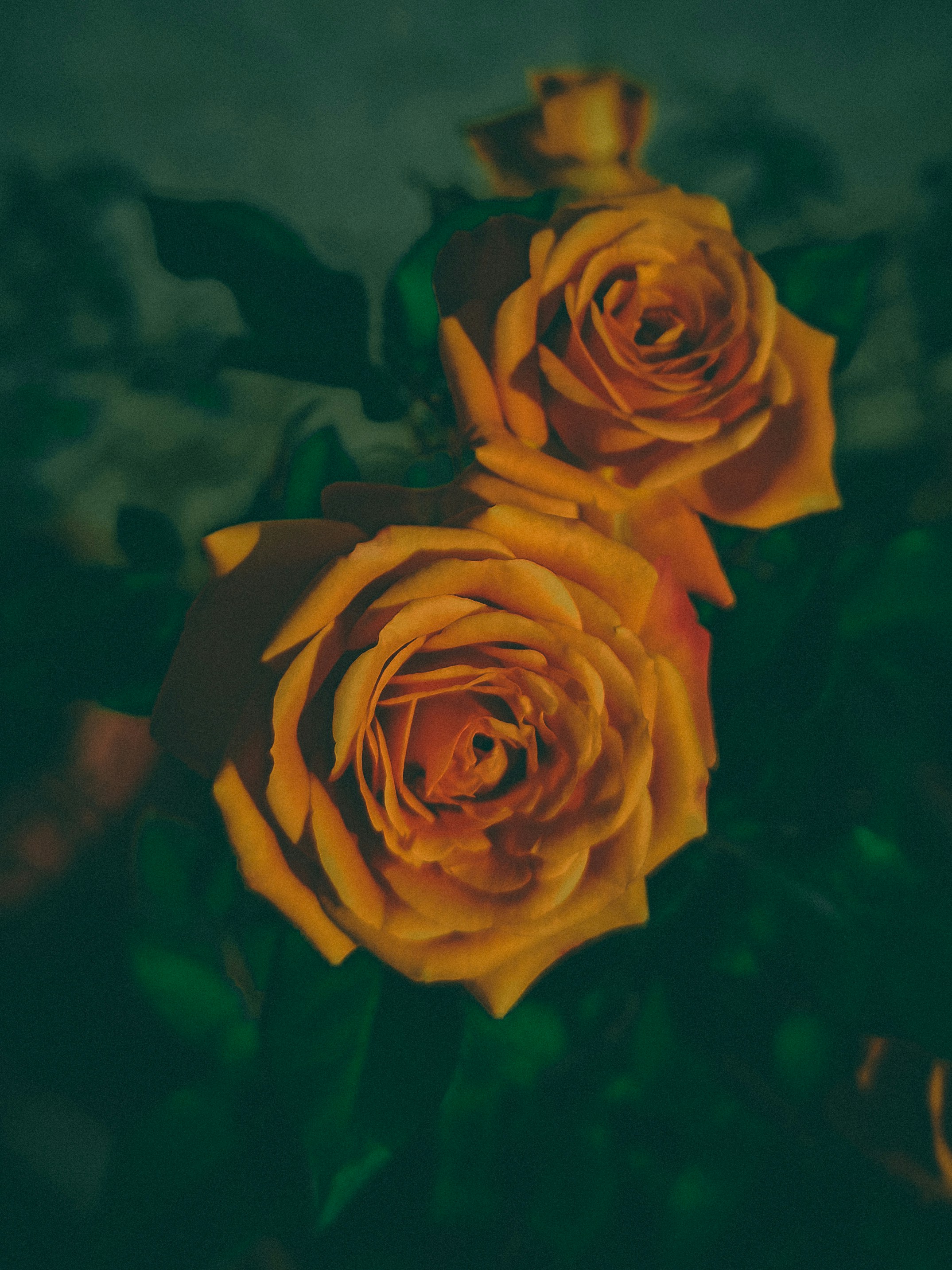 a close up of some flowers