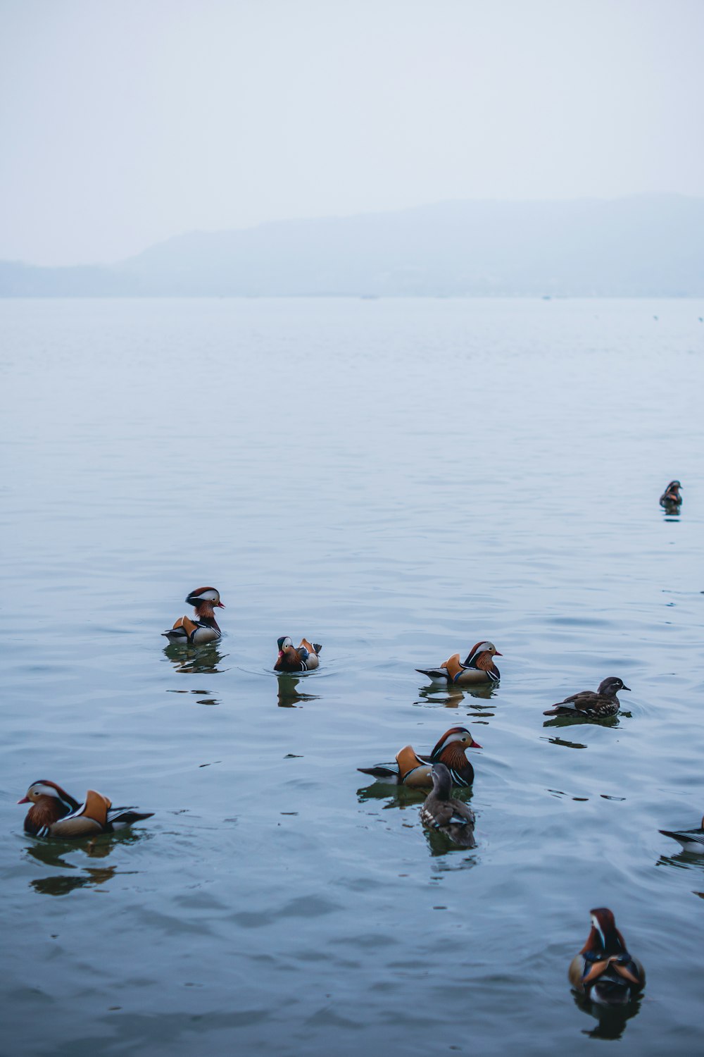 Eine Gruppe von Enten schwimmt in einem Gewässer