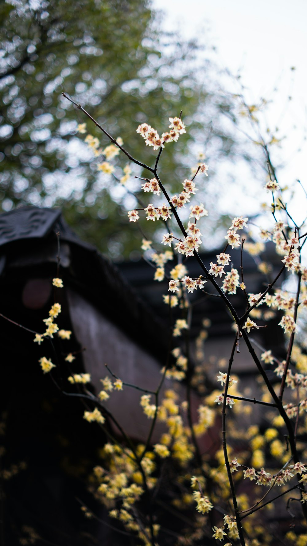 a tree with white flowers