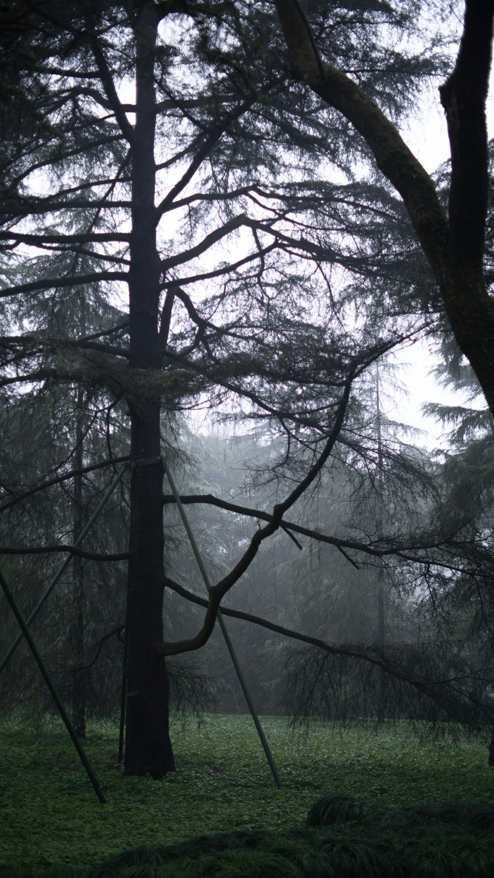 a group of trees in a forest