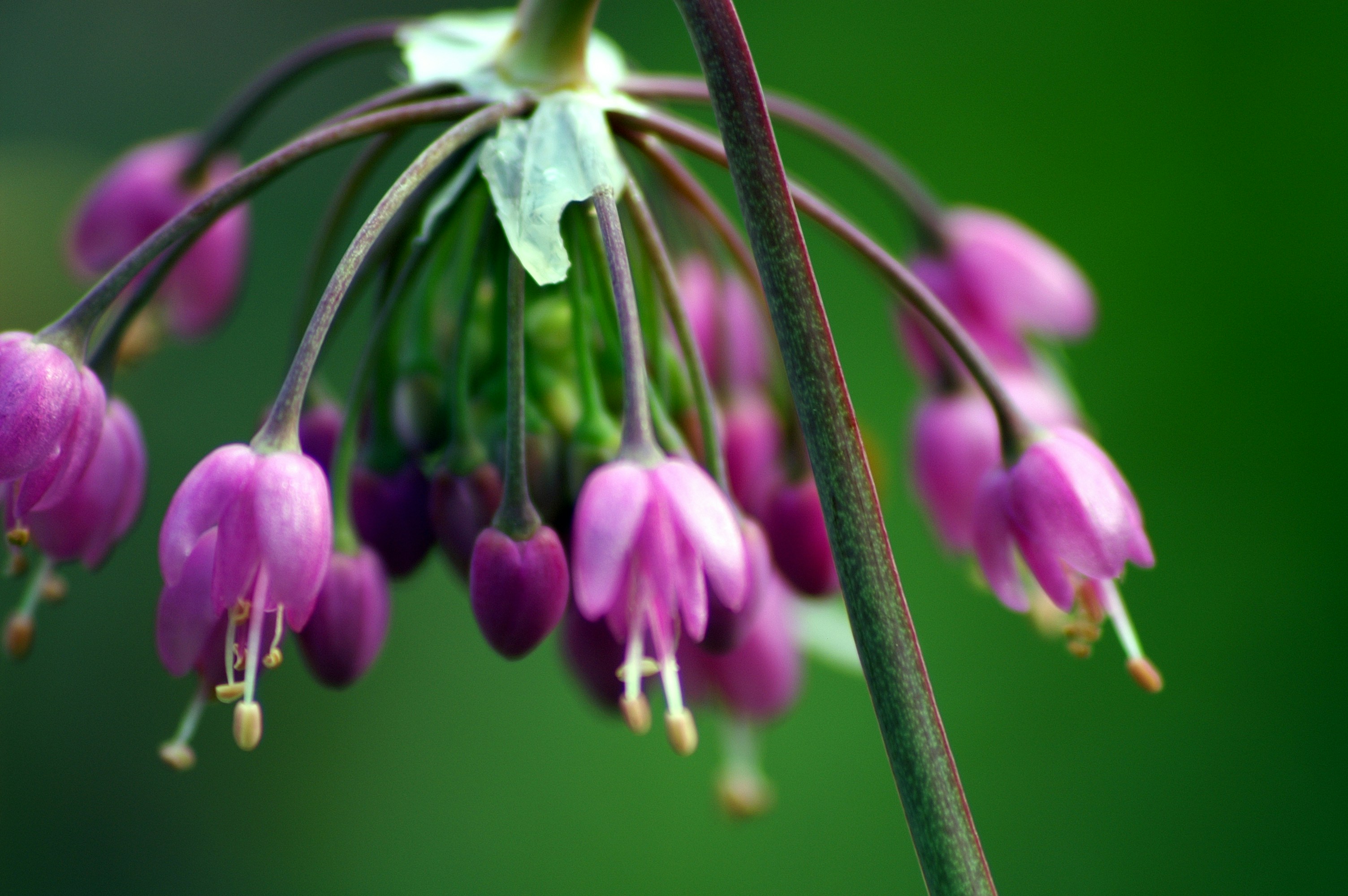 a close up of purple flowers