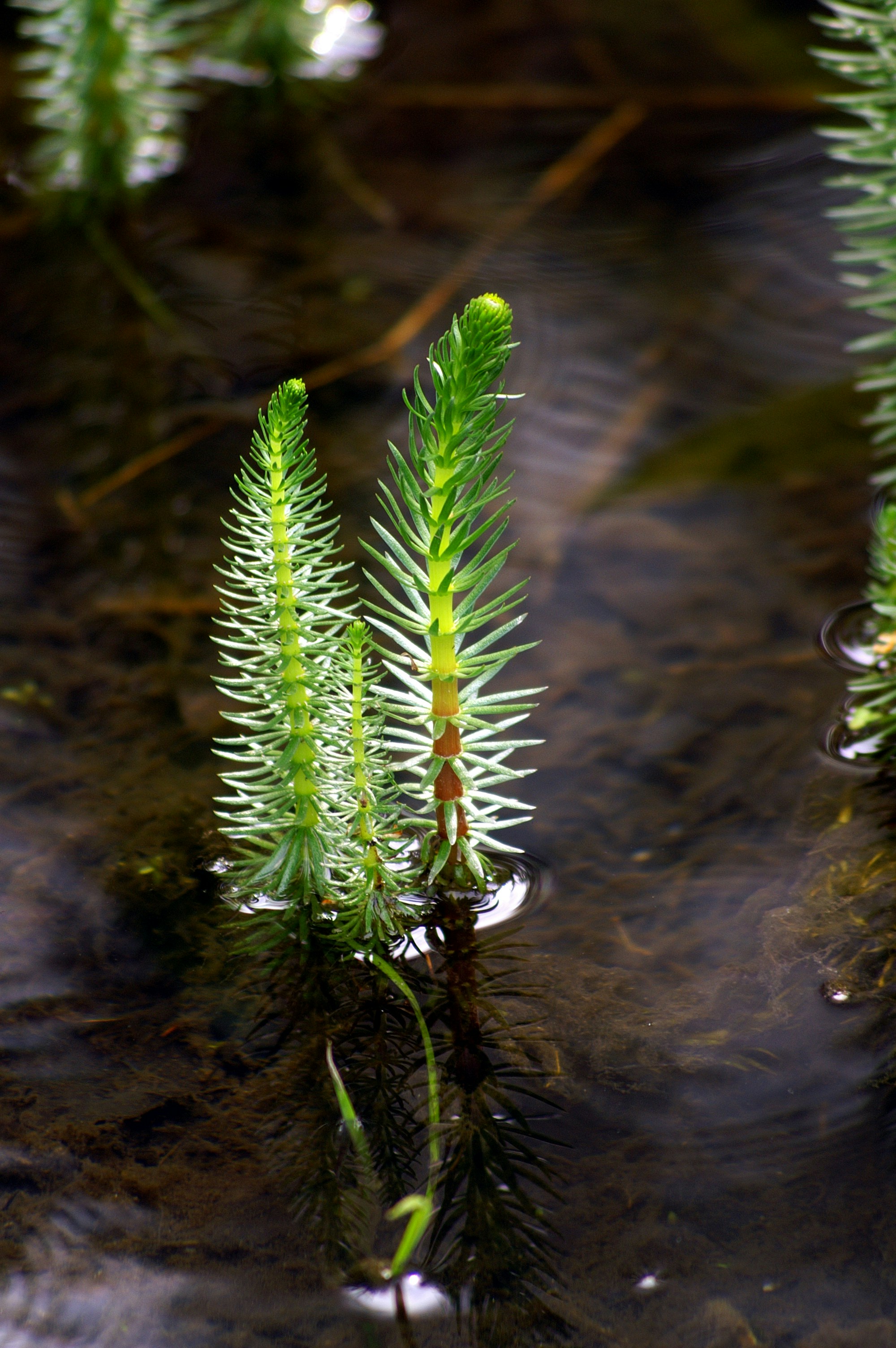 a plant growing in a pond