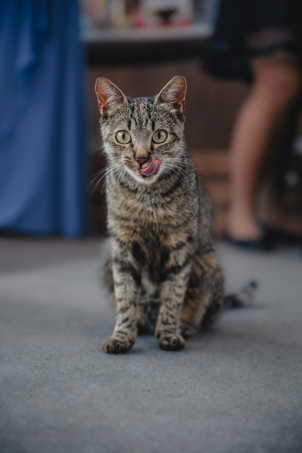 a cat with its tongue out