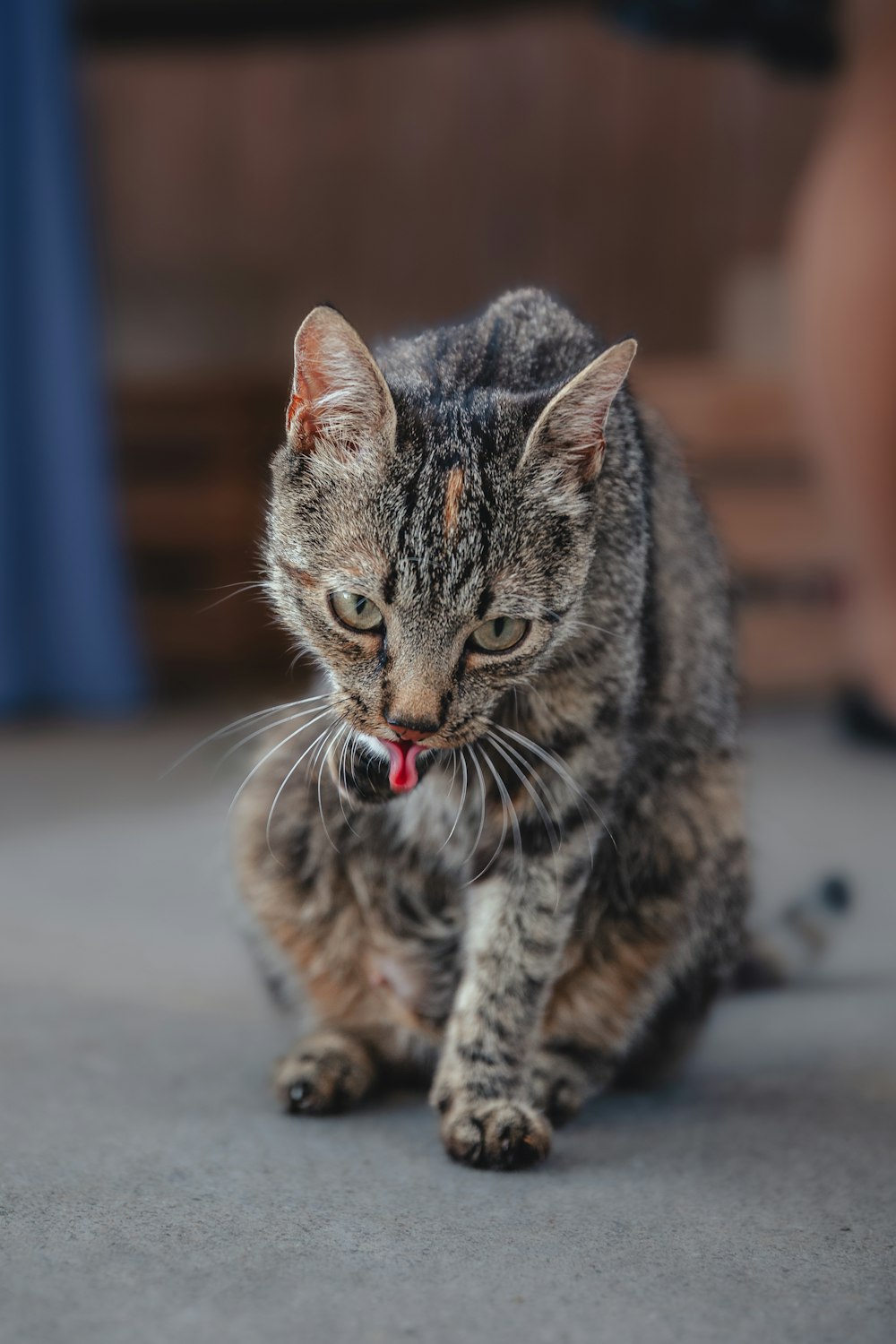 a cat with its tongue out