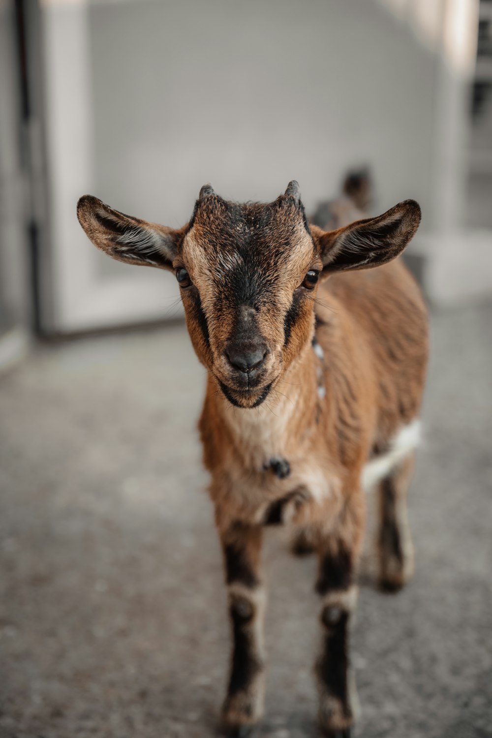 a baby goat standing