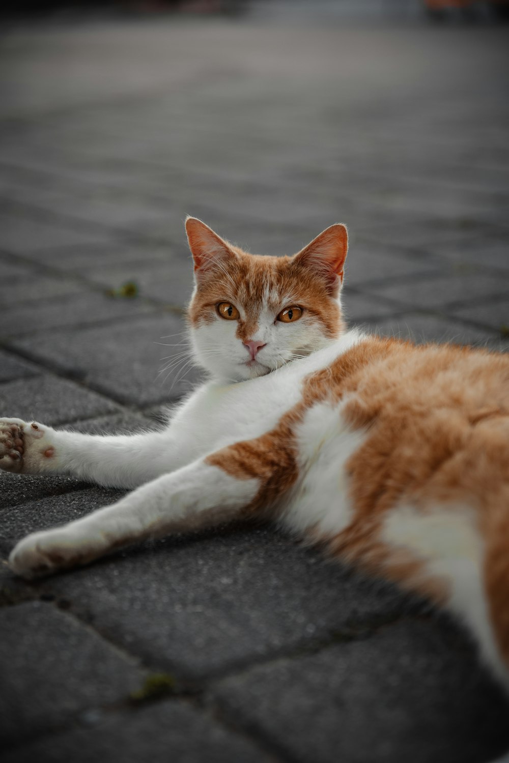 a cat lying on the ground