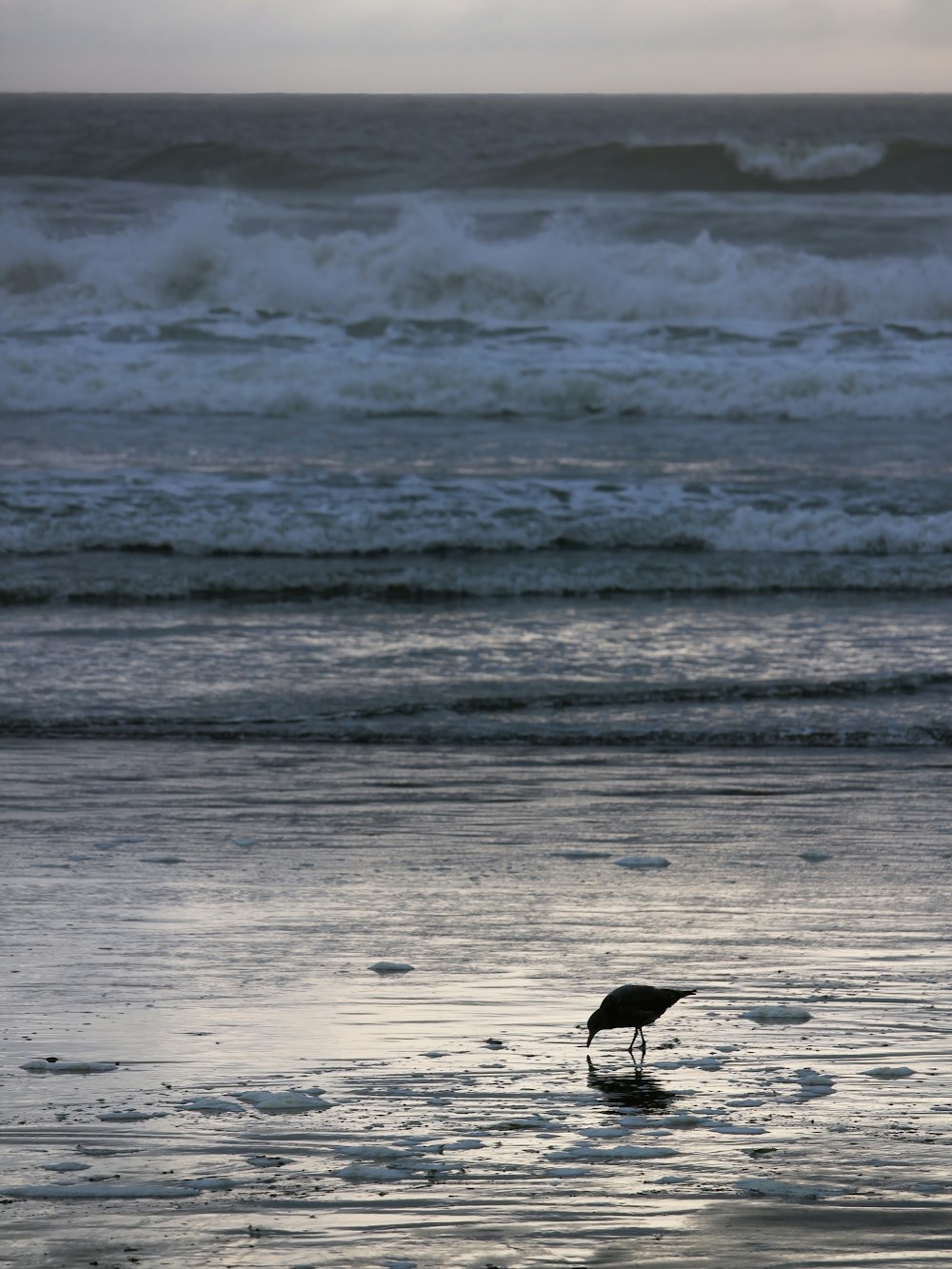 um pássaro em pé em cima de um corpo de água