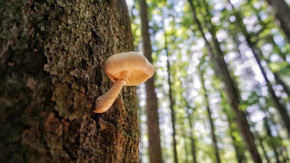 a mushroom growing on a tree