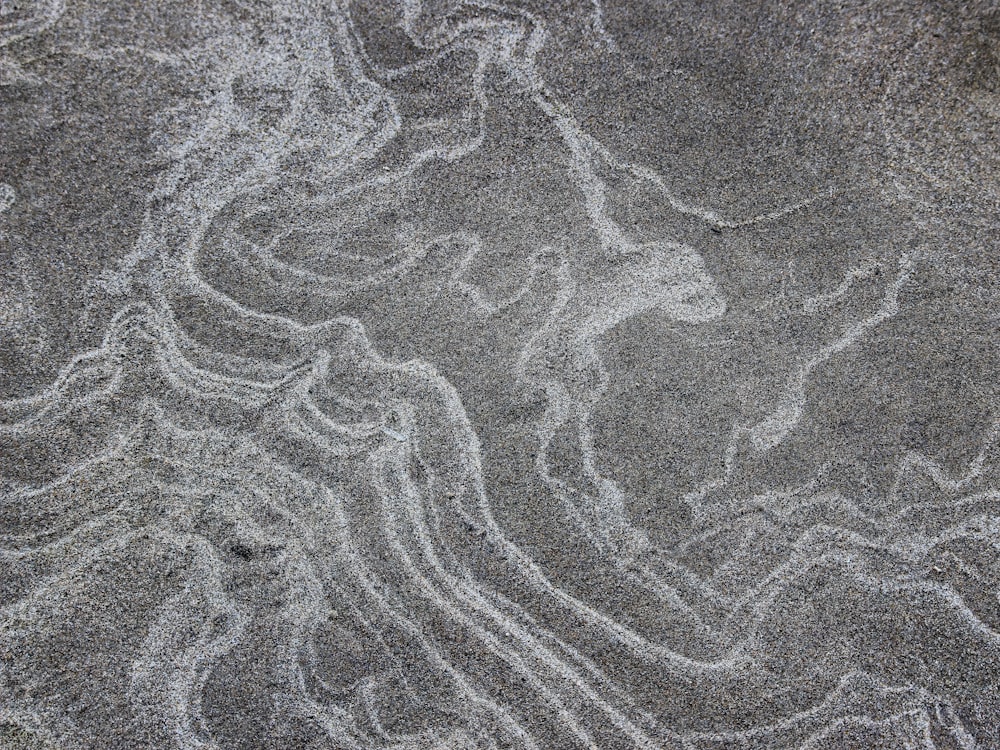 a close up of a coral