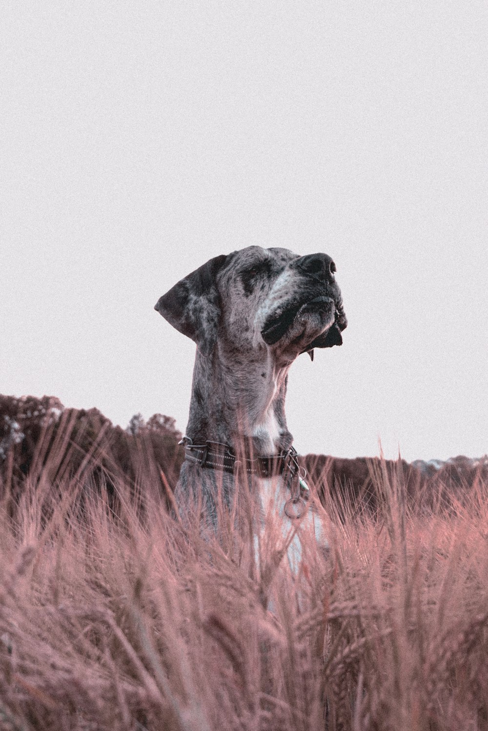 Un perro parado en un campo