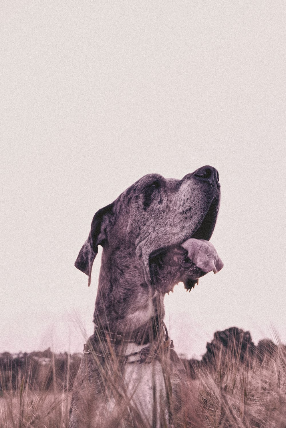 Un perro parado en un campo