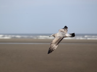 a bird flying over a beach
