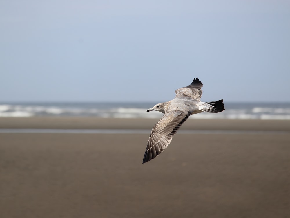a bird flying over a beach