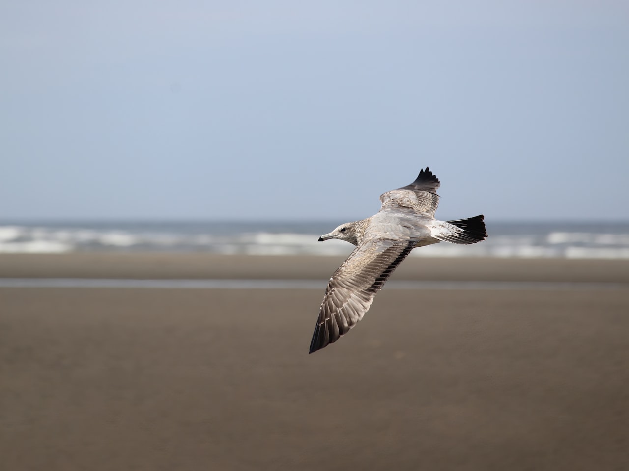 Seagull flying in Arch Cape at low tide