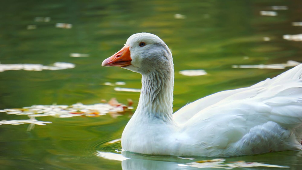 a white duck in the water