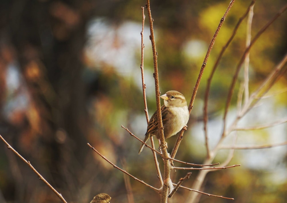 Ein Vogel sitzt auf einem Ast