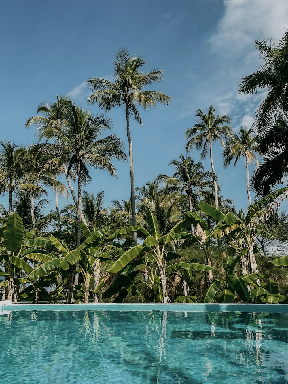 a pool with palm trees around it