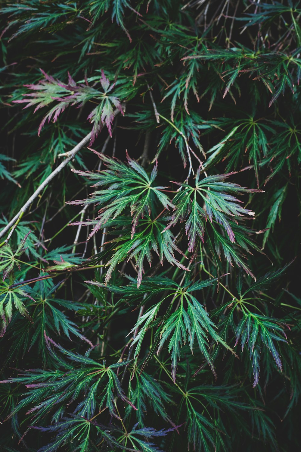 a close-up of some plants