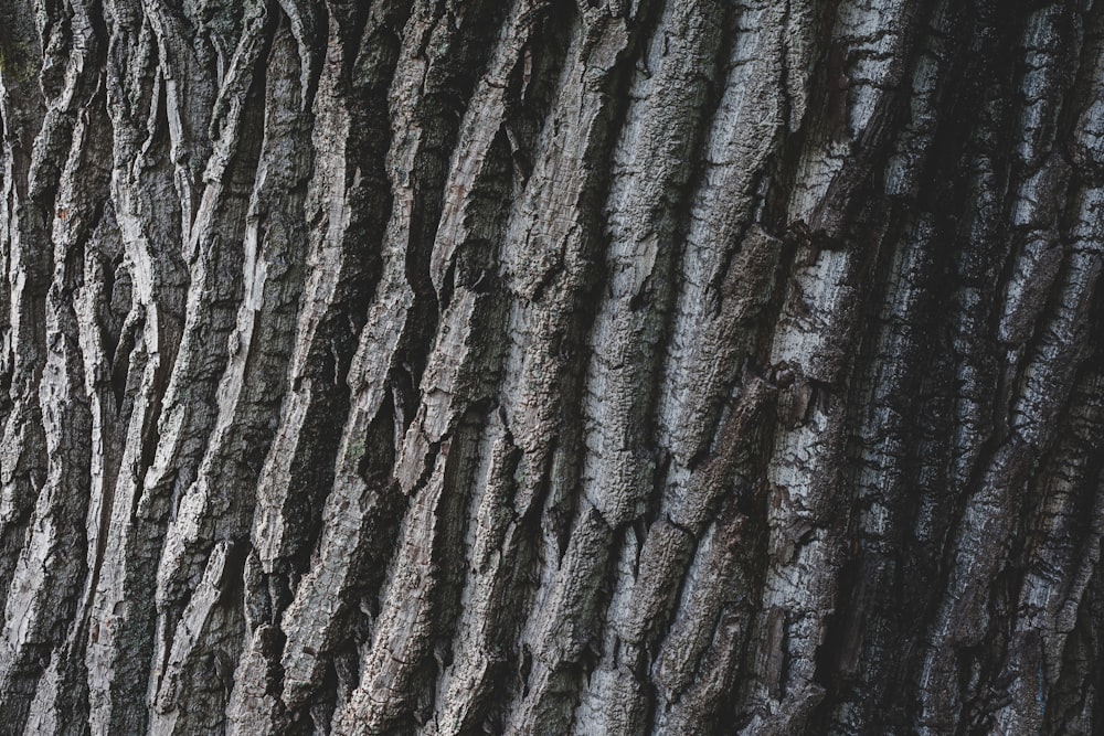 a close up of a tree