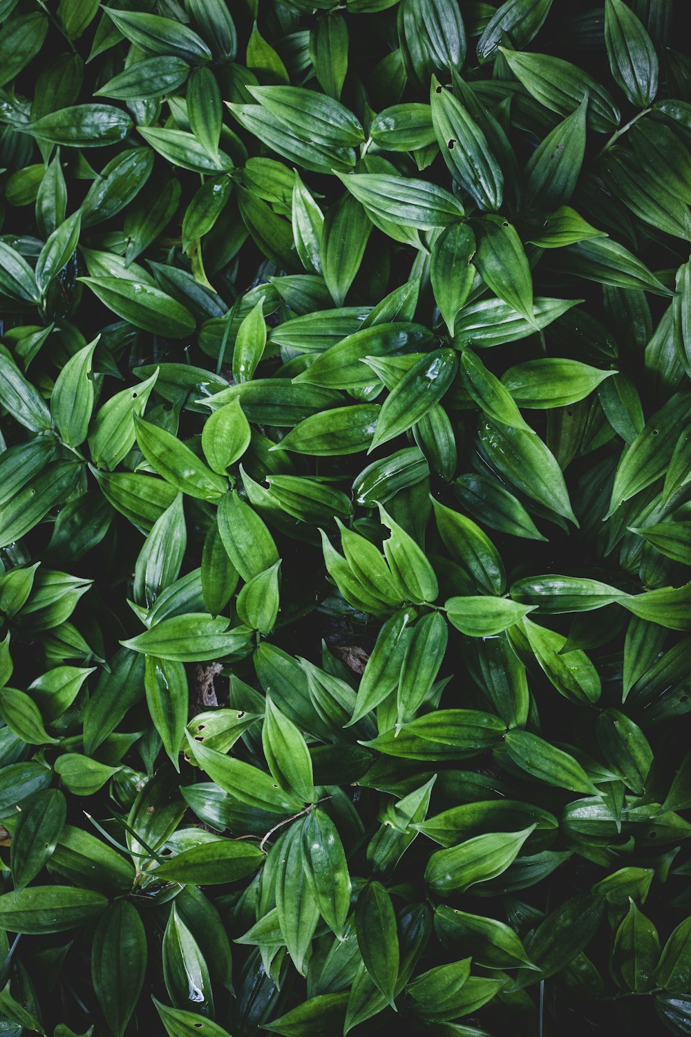 a plant with green leaves