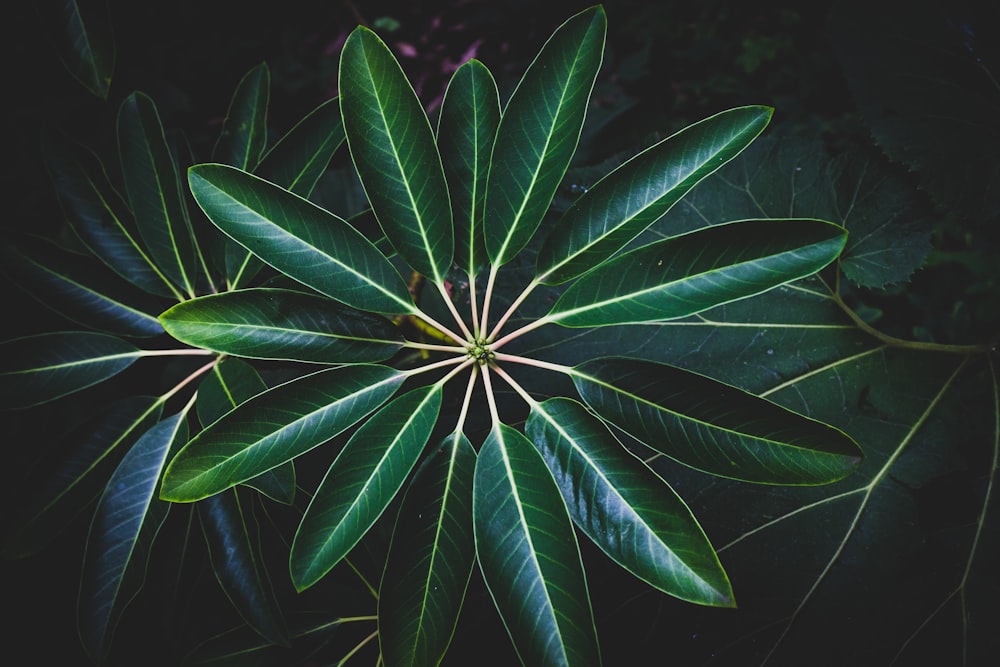 Un primer plano de una planta