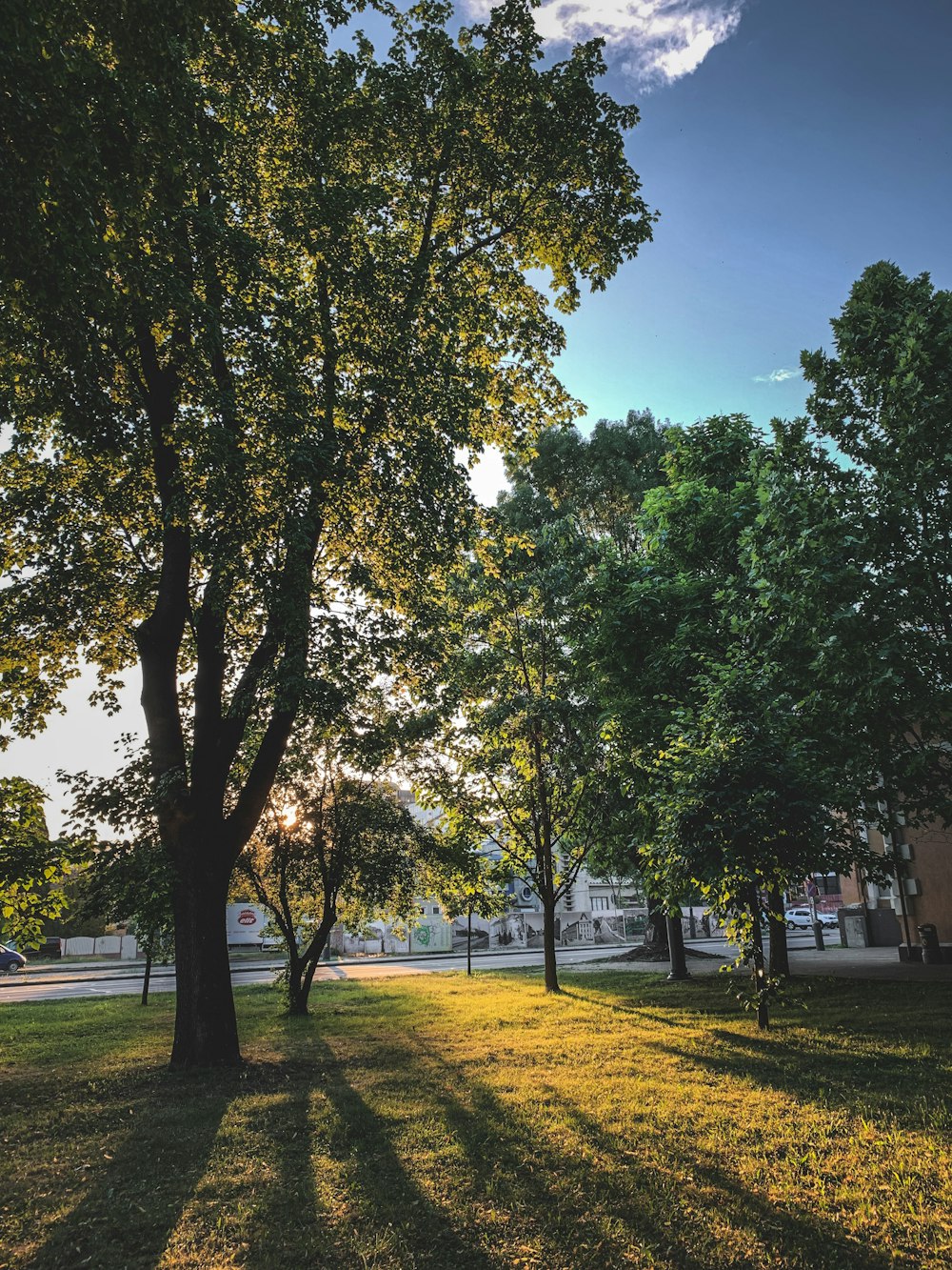 a group of trees in a park