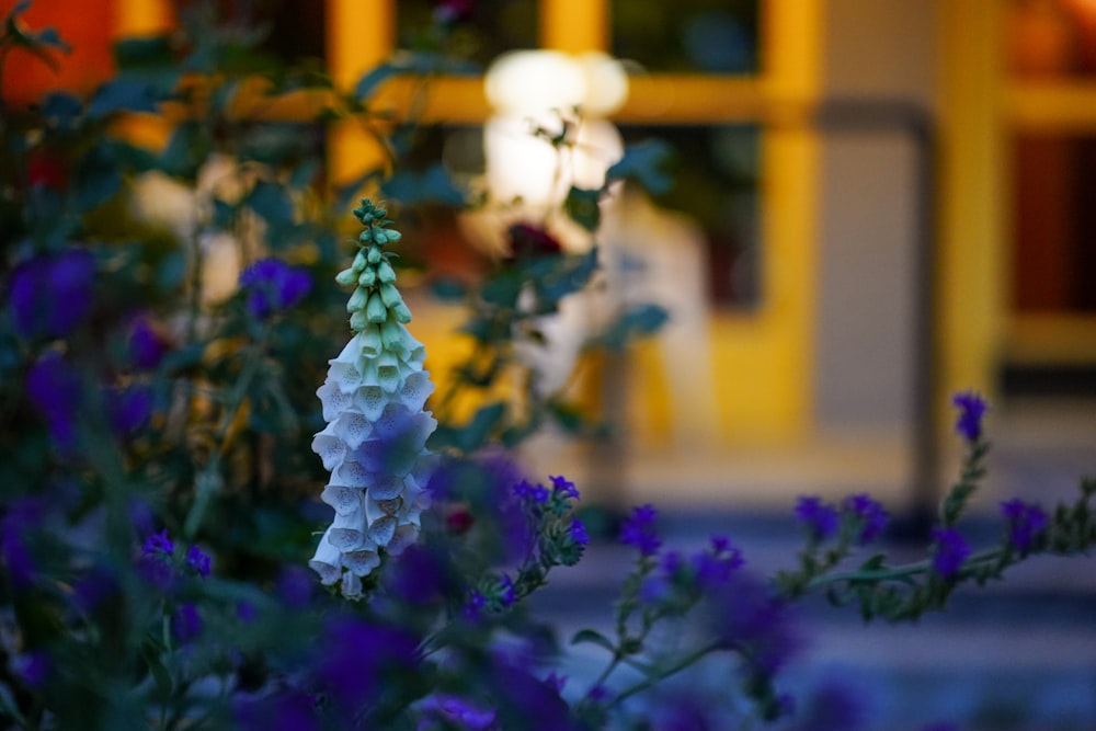 a close-up of some flowers