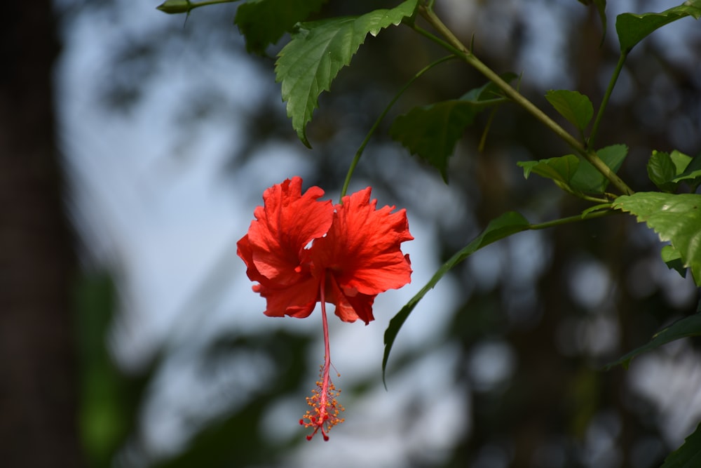 a red flower on a plant