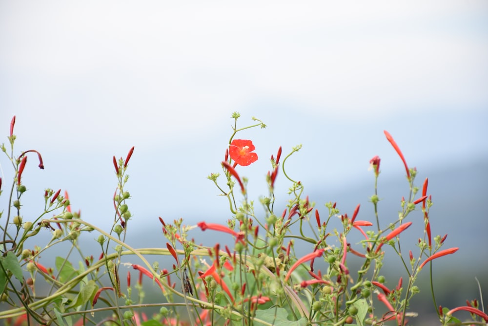 a close up of a flower