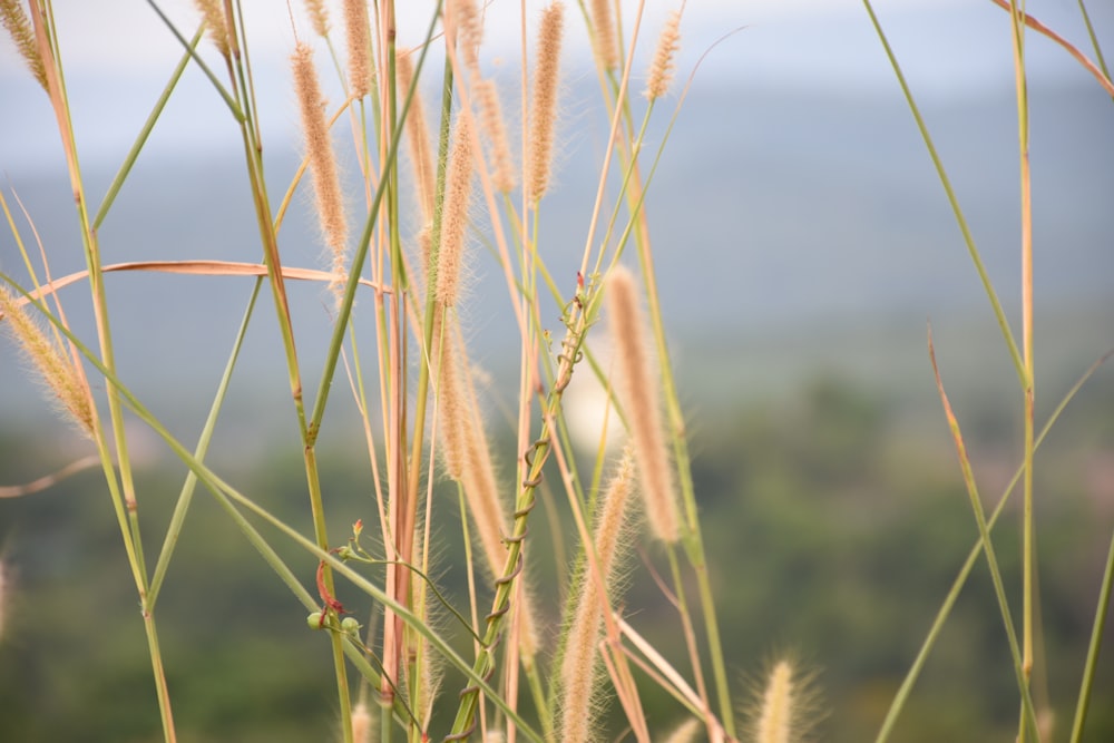 close up of wheat