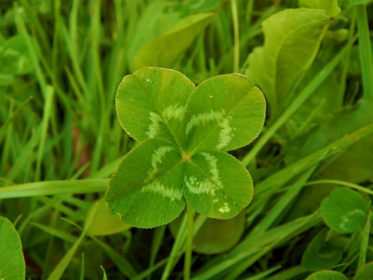 A close-up view of a four-leaf clover amidst blades of grass, highlighting its unique shapes and vibrant green hues.