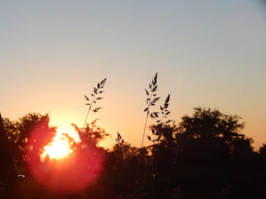 Sunset over Ethiopian highlands with wild nigella plants in the foreground.